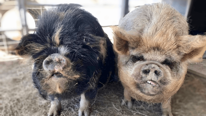 Rescue & Shelter Saving Animals & Healing Hearts Inc Escondido