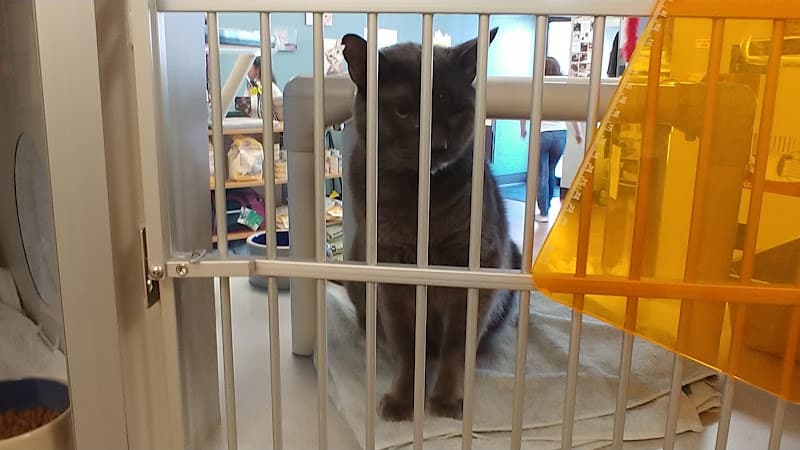 Rescue & Shelter Seattle Area Feline Rescue Kent