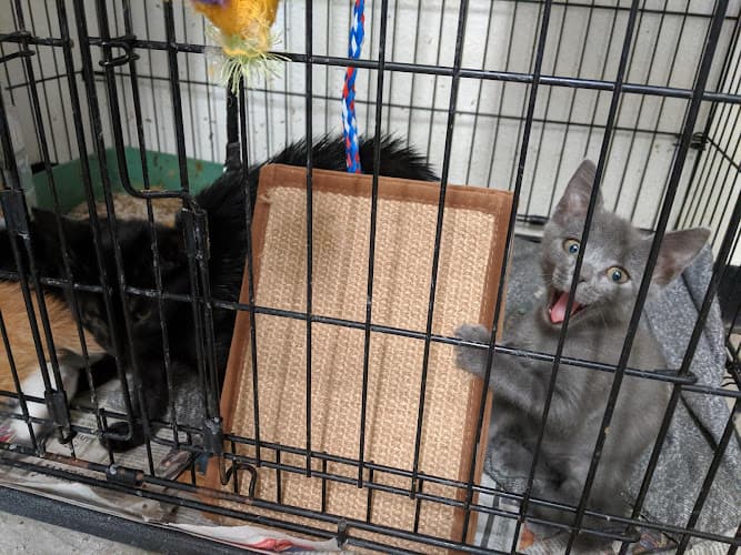 Rescue & Shelter Second Chance Animal Shelter Of Selma Fresno