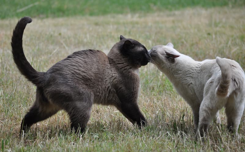 Rescue & Shelter Shadows Siamese Temecula