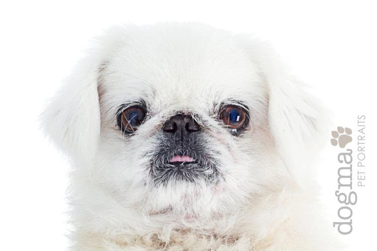 Rescue & Shelter Shamrock Rescue Foundation Victorville