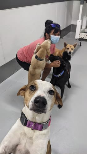 Rescue & Shelter The Wagmor Los Angeles