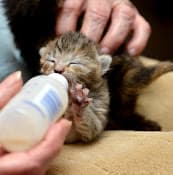 Rescue & Shelter Toni's Kitty Rescue Richmond