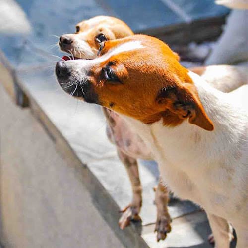 Rescue & Shelter USAKARA: LA Pet Rescue South Gate