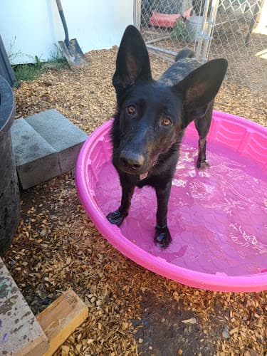 Rescue & Shelter Velknerhaus German Shepherds Sacramento