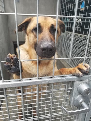 Rescue & Shelter West Valley Animal Shelter Downey