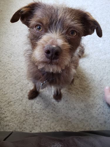 Rescue & Shelter Yolo County Animal Services Shelter Roseville