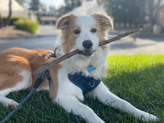 Best Dog breeder in Clovis - Team Reeves Ranch