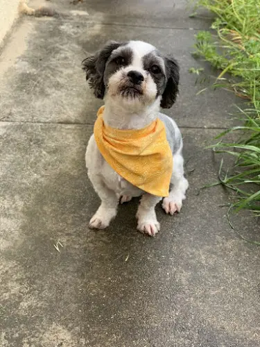 Dog Grooming Melissa Michelle Grooming Hayward