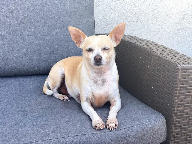 Dog day care center Camino Pet Hospital Irvine