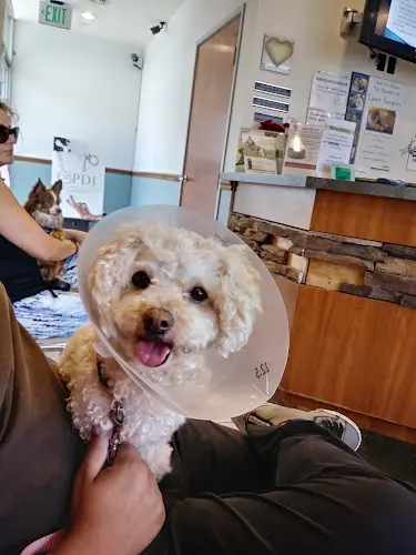 Pet vet Pet Doctors of Industry Animal Hospital West Covina