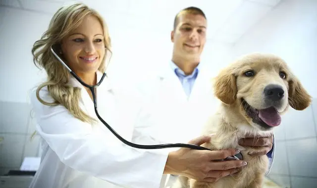 Pet boarding service Parkway Veterinary Hospital San Leandro
