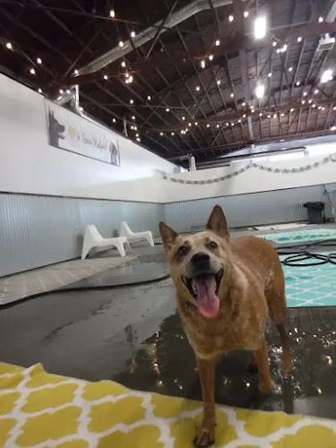 Dog day care center The Tail Haven Hotel & Day Lounge Richmond