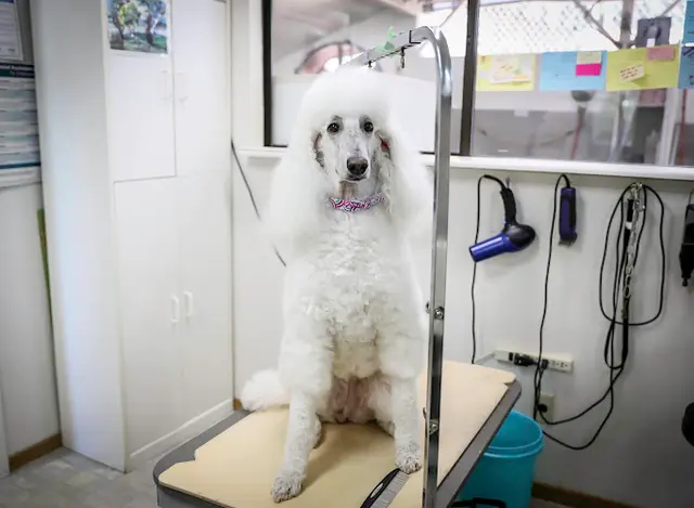 Dog breeder Foothill Boarding & Grooming Chico