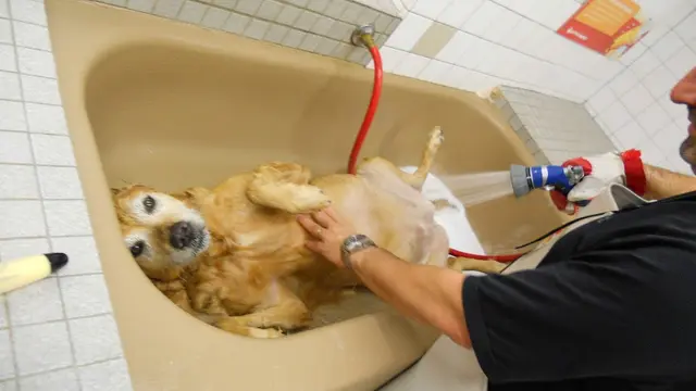Pet vet Pet Food Express Livermore