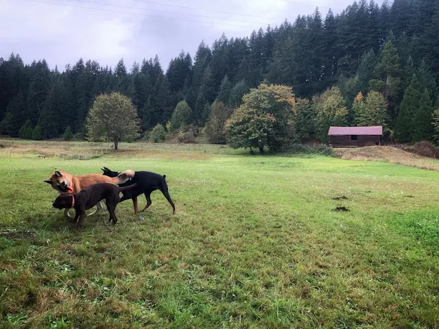 Pet boarding service Country Inn Kennels Eugene