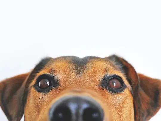 Pet vet Custer Road Veterinary Clinic Tacoma