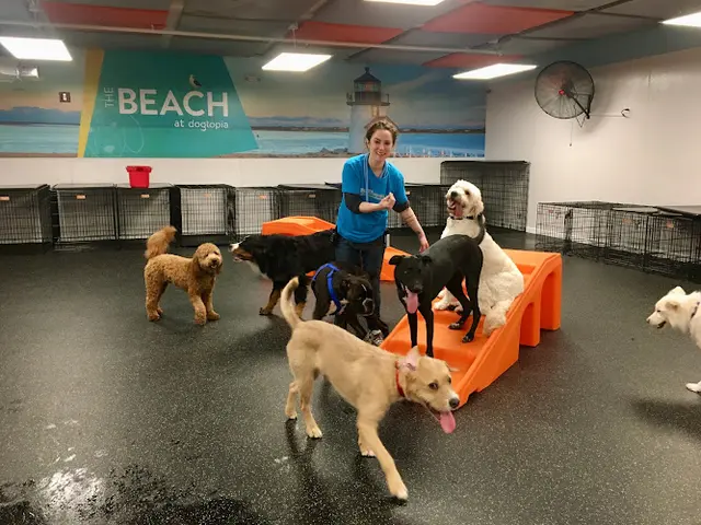 Dog day care center Dogtopia of Harbor Steps Seattle