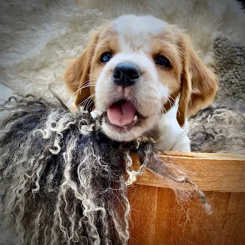 Dog breeder California French Brittanys CaliBreton Kennels San Diego