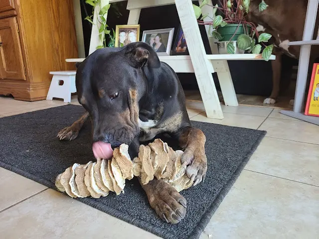 Dog trainer Petco Eugene