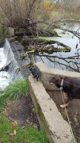 Dog Park Bethany Lake Park Hillsboro