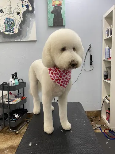 Dog Grooming Julie's Dog Grooming Compton