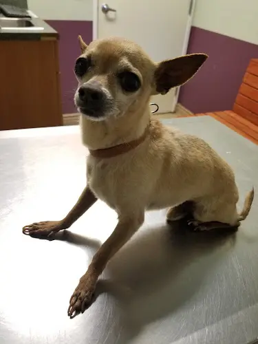 Pet vet Family Pet Hospital Fresno