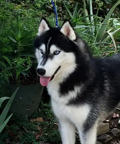 Rescue & Shelter Anastasia Siberians Fresno