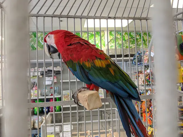 Dog breeder The Bird Shop Roseville