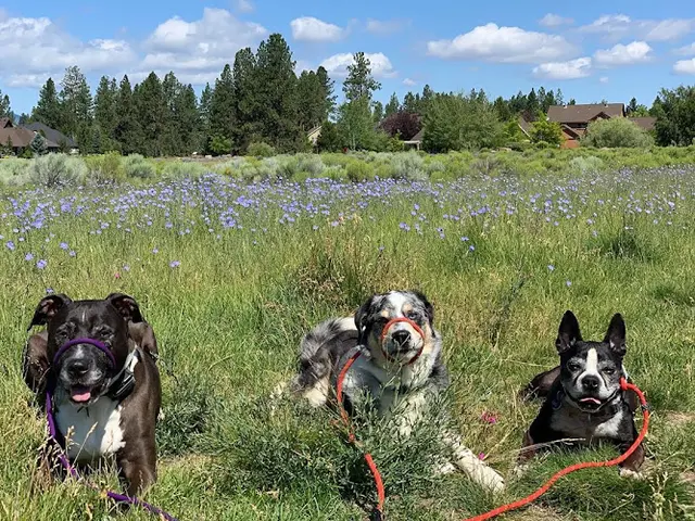 Dog trainer Payton and Pals Dog Training Bend