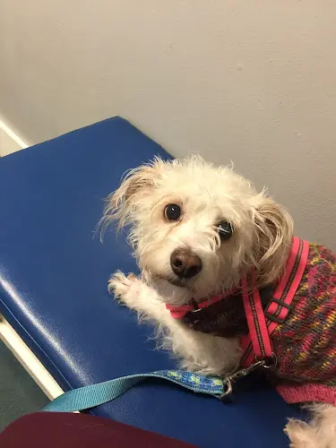 Pet vet Petsadena Animal Hospital Pasadena