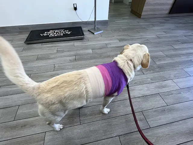 Dog day care center Norwalk Animal Hospital Norwalk