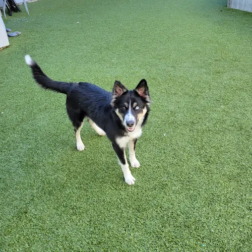 Dog breeder County of Santa Clara Animal Services Santa Clara