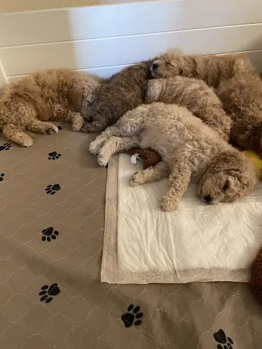 Dog trainer Goodenough’s GoldenDoodles Elk Grove