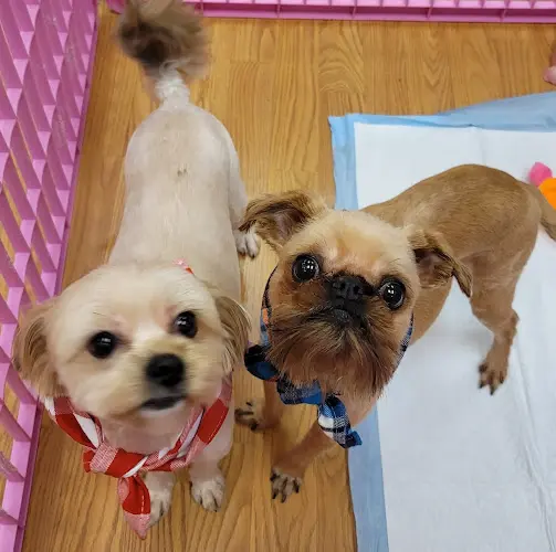 Dog day care center Puppy Village Federal Way