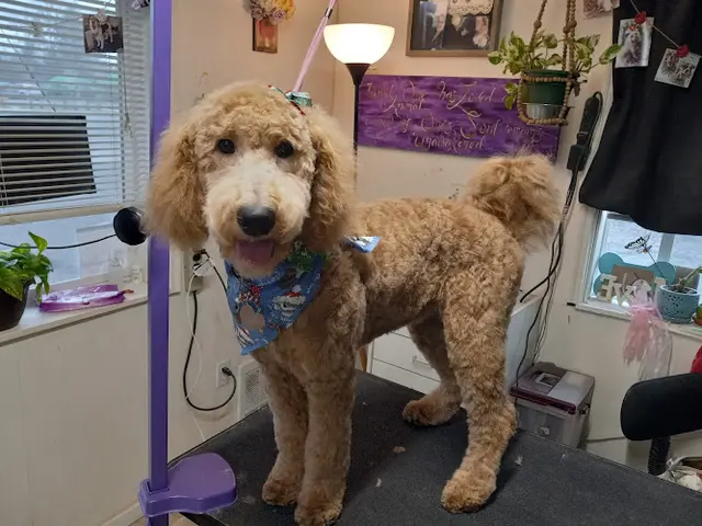 Dog Grooming Pet And Pride Grooming Salon Eugene