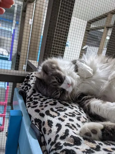 Rescue & Shelter Blue Bell Foundation For Cats Irvine