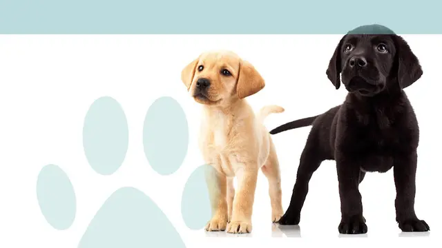 Pet boarding service Newport Center Animal Hospital & Pet Hotel Suites Orange
