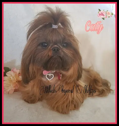 Dog breeder Hillsides Imperial ShihTzu Clovis