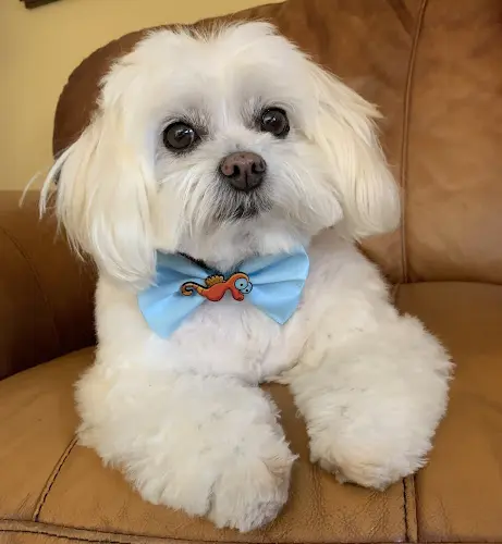 Pet boarding service Veterinary Medical and Surgical Group Ventura