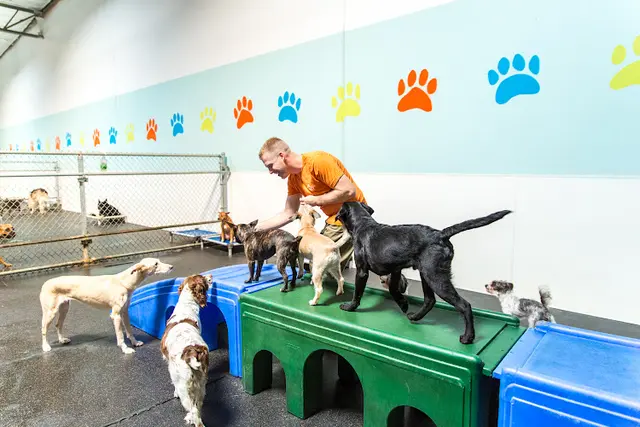 Dog trainer Ufuria Rancho Cucamonga