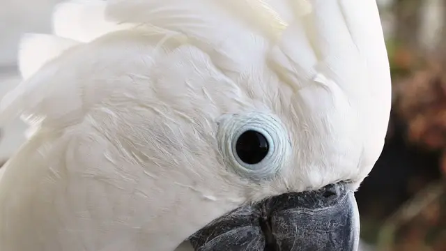 Rescue & Shelter Birds of a Feather Rescue Santa Rosa