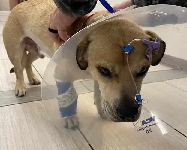 Pet vet Rose Canyon Animal Hospital San Diego
