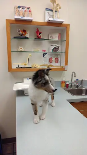 Pet vet Companion Animal Hospital Kirkland