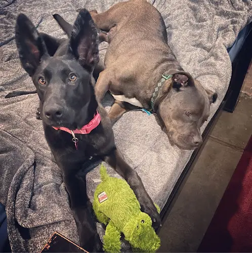 Dog day care center Karma Dog Training San Mateo San Mateo