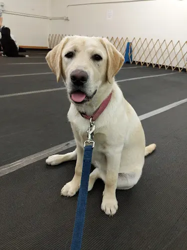 Dog trainer San Mateo Dog Training Club Richmond