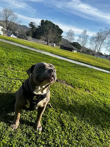 Dog Park Martin Luther King Jr. Memorial Park Santa Rosa