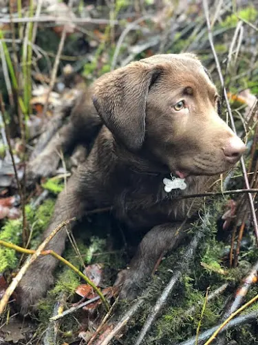 Dog breeder Buck Mountain Labs Spokane