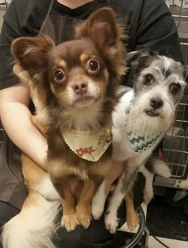 Dog Grooming Holly's pet grooming Fairfield