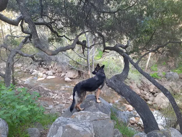Dog Park Rocky Nook Park Santa Barbara